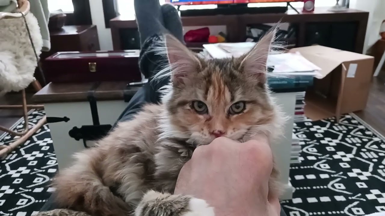 Niisku kissa Maine Coon ensimm&auml;iset p&auml;iv&auml;t meill&auml; |Niisku cat first days with us