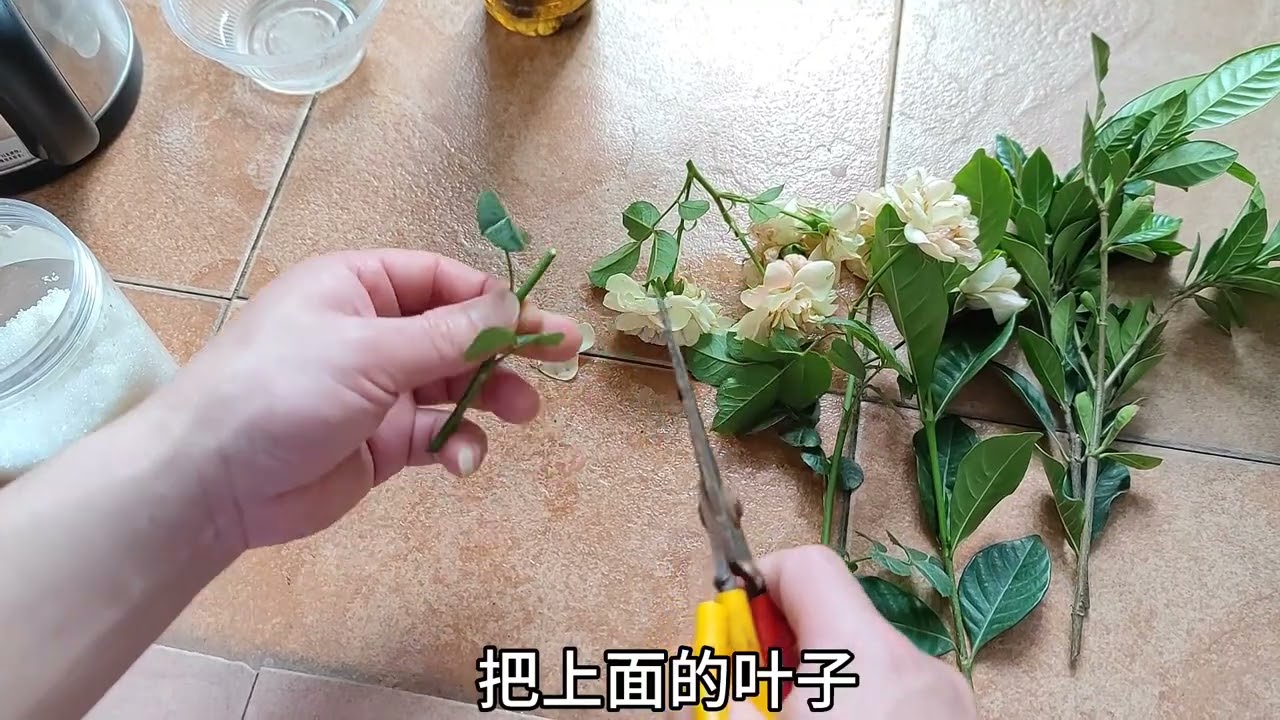 巧用“白糖水”，生根粉都不用买，啥花都能活，效果看得见。