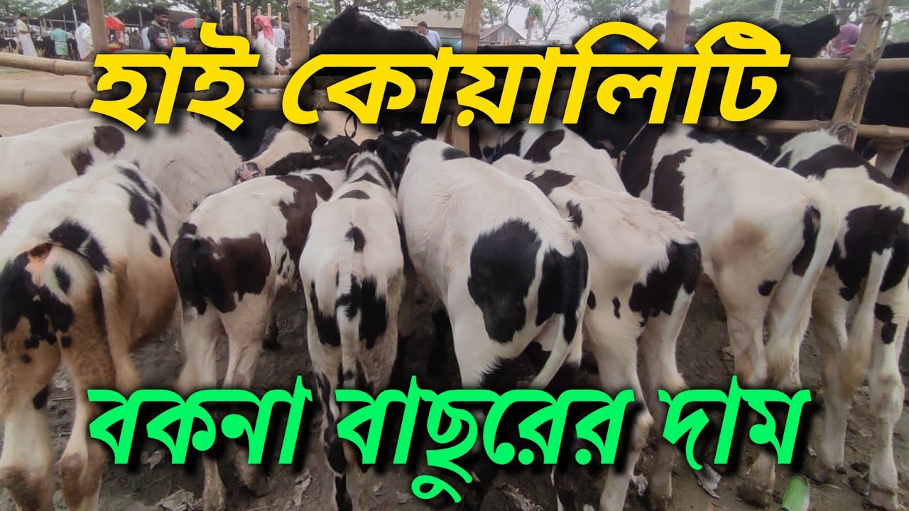 উন্নত মানের বকনা বাছুরের দাম জানুন ঢাকার কেরানীগঞ্জ হযরতপুর হাট থেকে।