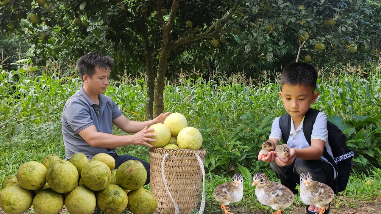 Harvesting grapefruit go to village market sell-Buy more galeeny chicken to raise