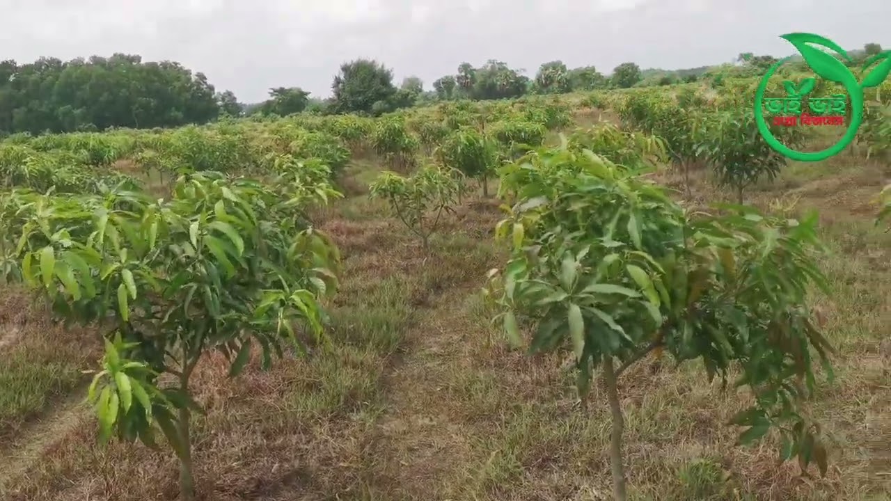 ৪৫ বিঘার আম্রপালি বাগান এক দাগে।#mango
