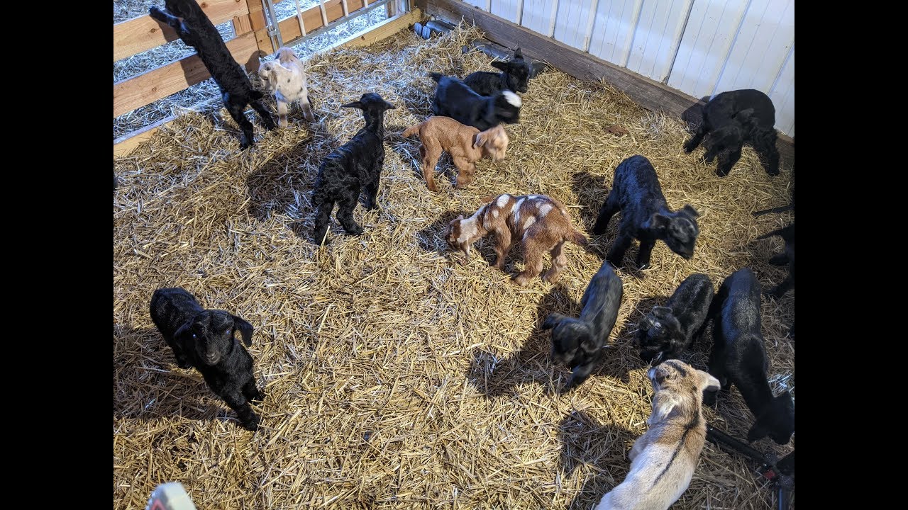17 Baby Goats Take Over The Farm!