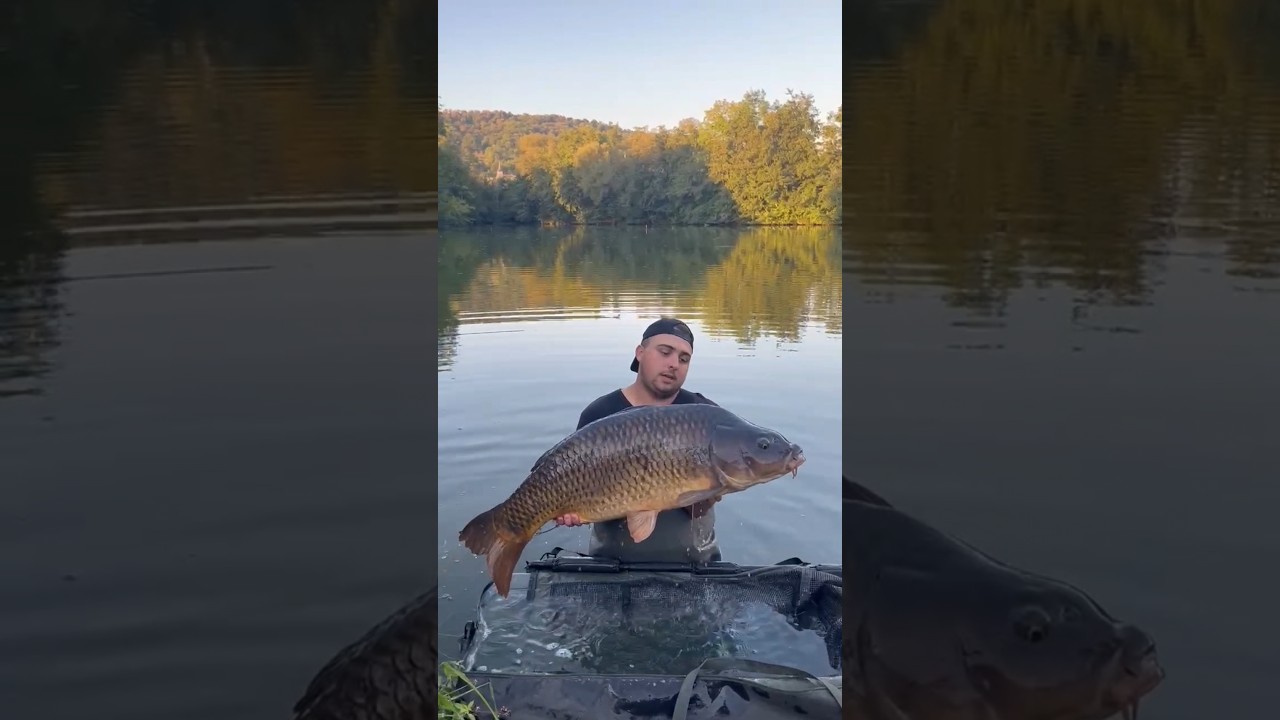 Une jolie commune prise encore une fois avec un IQ D-RIG wafter CREAMBALL ⚪️🟡@fishnfeeds #carpe