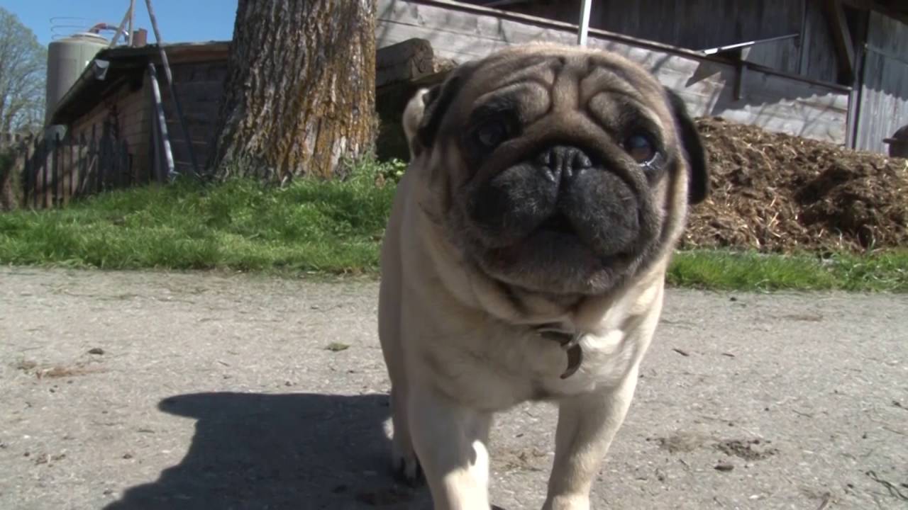Dänu Wisler - I d'Chäsi mit em Hund
