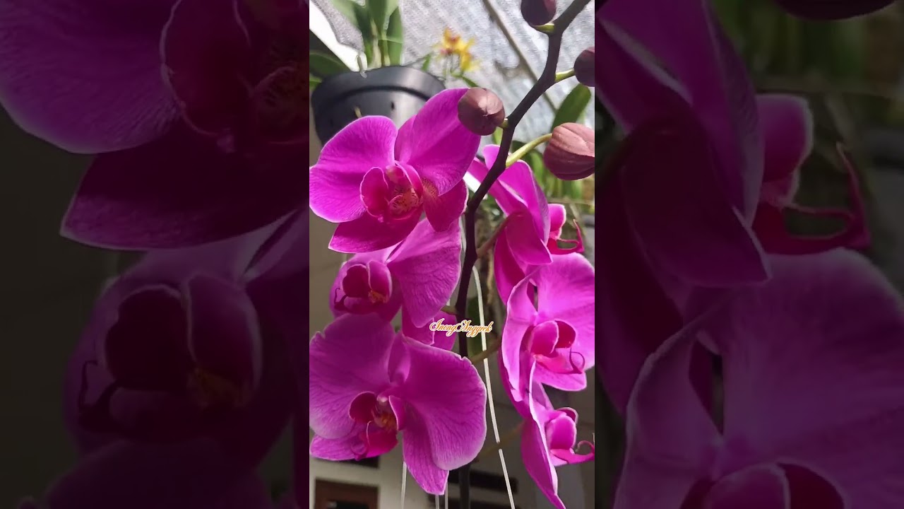 SELAMA INILAH BUNGA ANGGREK MEKAR