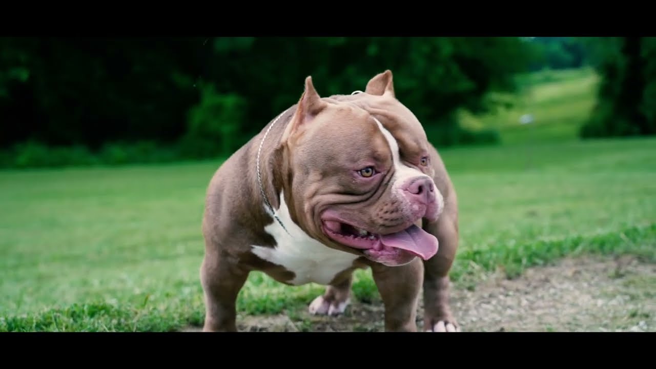 EXCEPTIONALS KING ZILLA GOLDEN CHILD BEST SON  EXTREME AMERICAN BULLY
