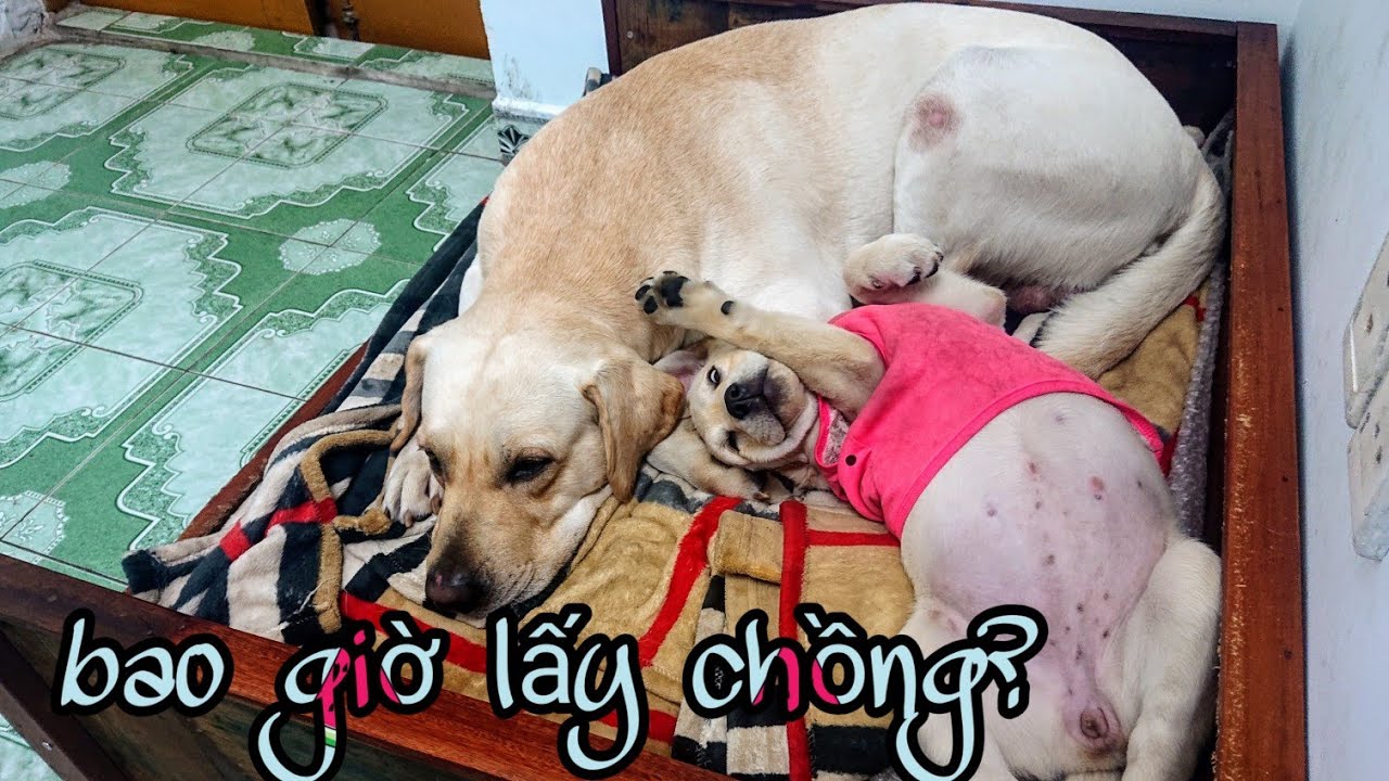 Củ Cải - Những điều kiêng kị vào ngày tết bạn nên tránh ( for fun )