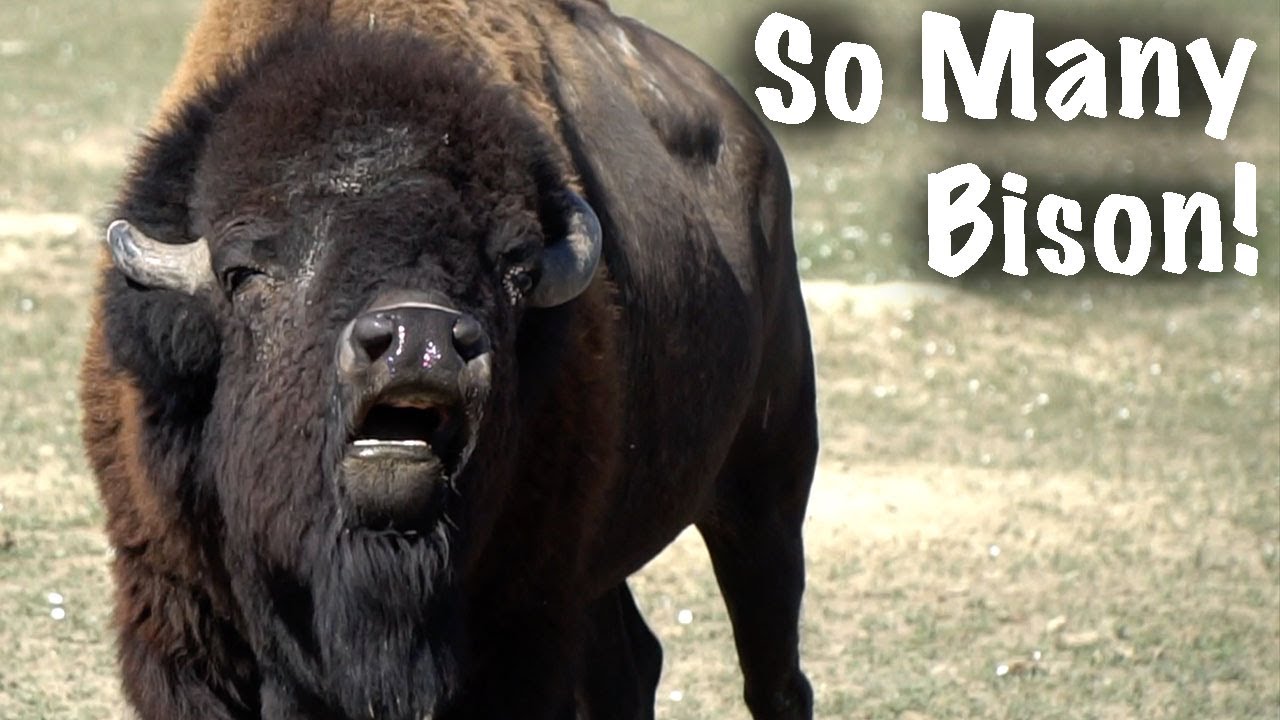 Theodore Roosevelt National Park and FREE CAMPING in Badlands National Park