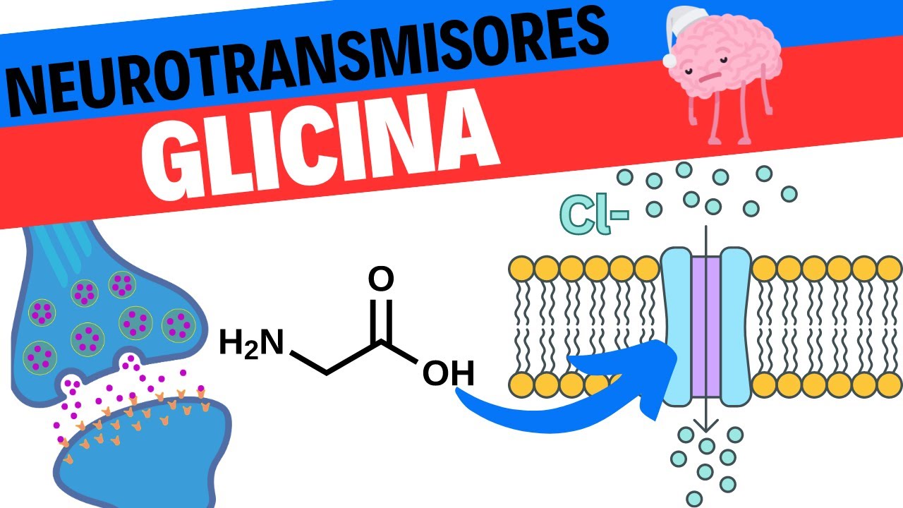 Neurotransmisor Glicina.  Fisiologia y anatomia
