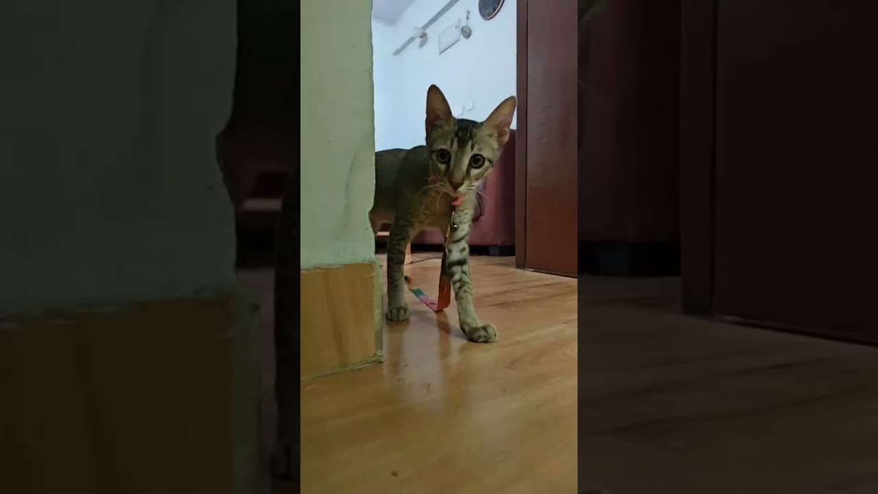 Lucy Cat Laila is live | Waiting Outside For Play Hide & Seak Game #Lucycat #cat #pets #game #shorts