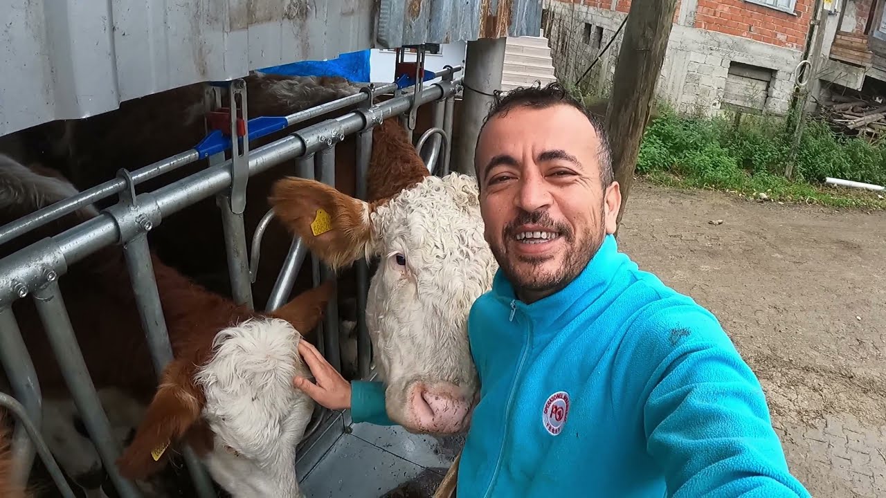 KISKANÇ İNEK