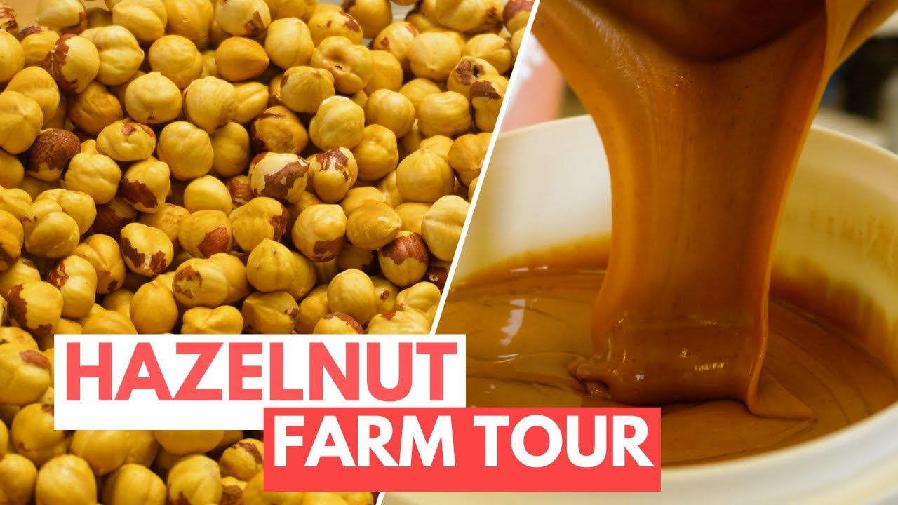 How a Hazelnut Family Farm in Italy Processes 160 Tons of Fresh Nuts Every Year | Claudia Romeo