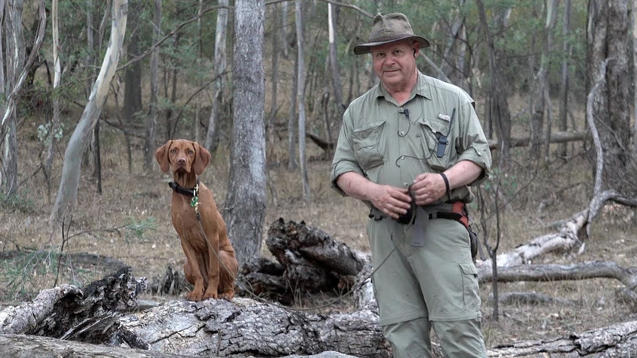 Aprils Debut -- Leighs Vizsla's first hunting run
