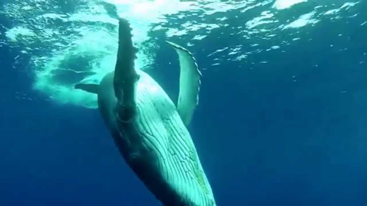 Amaizing Freediving Documentary with Whales - DAREWIN 2D HD - Apnee Baleine Apnea Balena