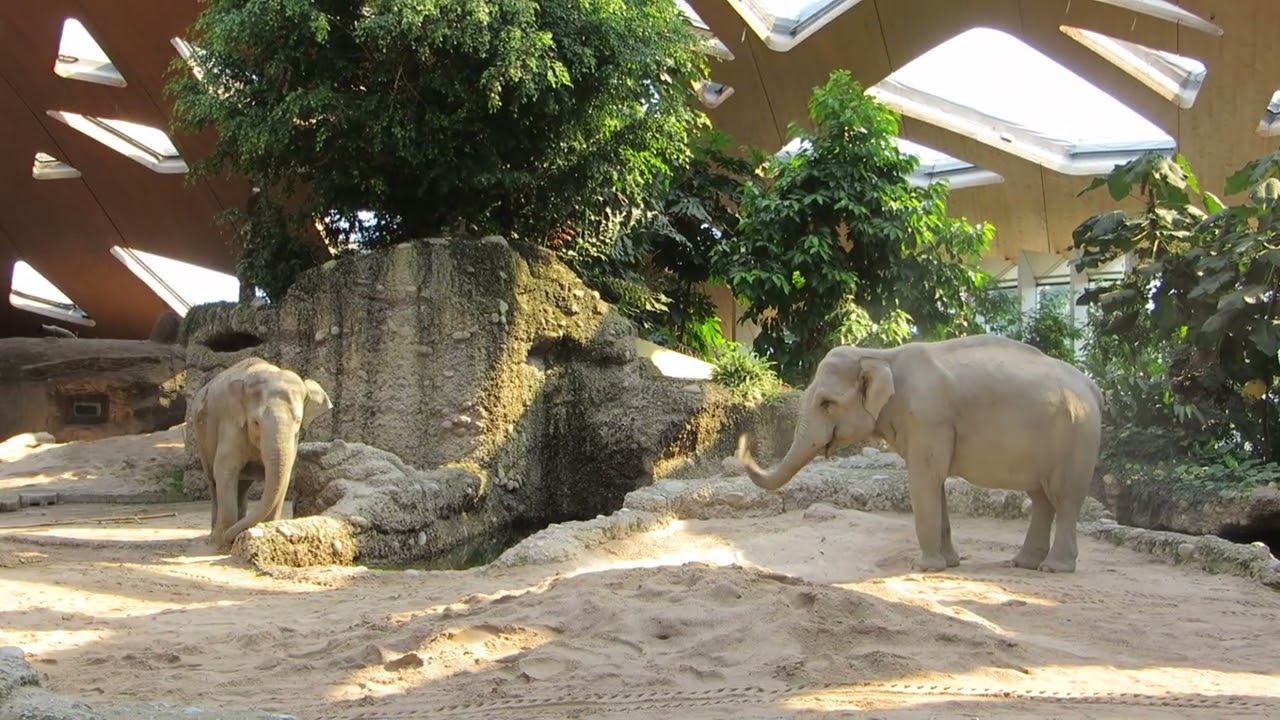 EEG Asiatischer Elefant Zoo Zürich, Schweiz, 16. 07. 2018, Indi-Familie mit Indi, Chandra und Omysha