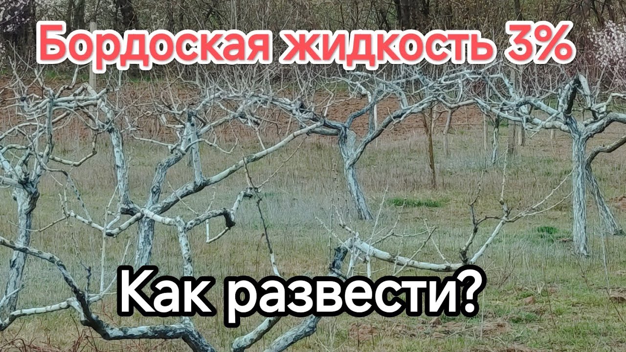 Бордоская смесь 3%. Как развести?