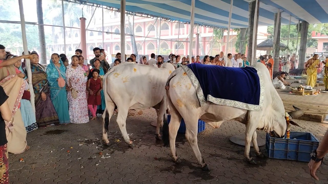 Narasimha Navaratri Day - 2 Sri Dham Mayapur - May 04,  2025