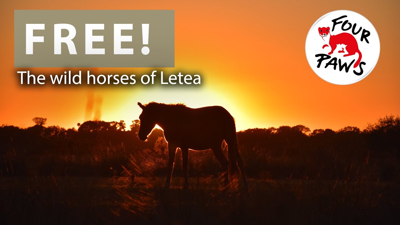 10 years of protecting the wild horses in Letea | FOUR PAWS | www.four-paws.org