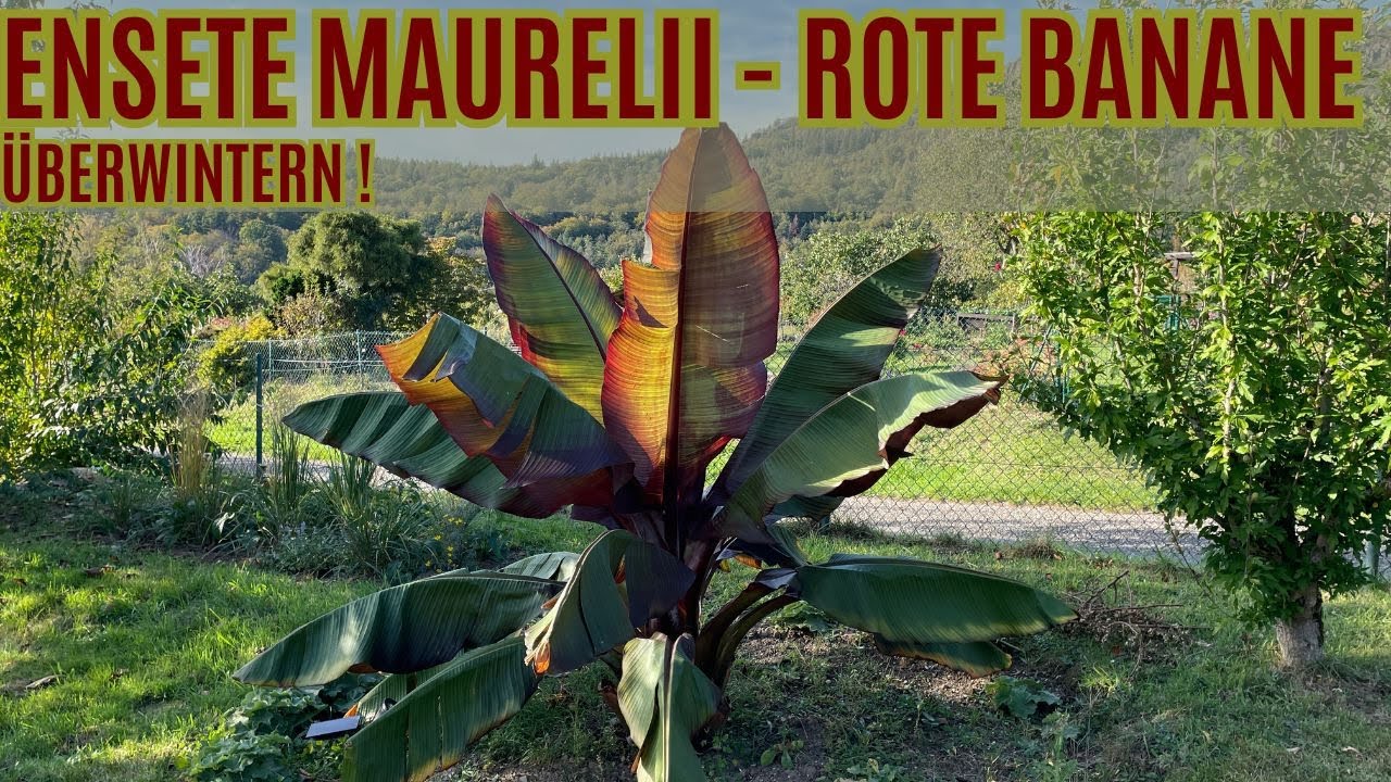 Ensete maurelii - Rote Banane  Winterfest machen !