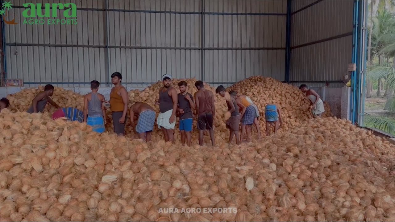 Indian Coconut Exporter | Aura Agro Exports | #pollachi  #tamilnadu #coconut #export