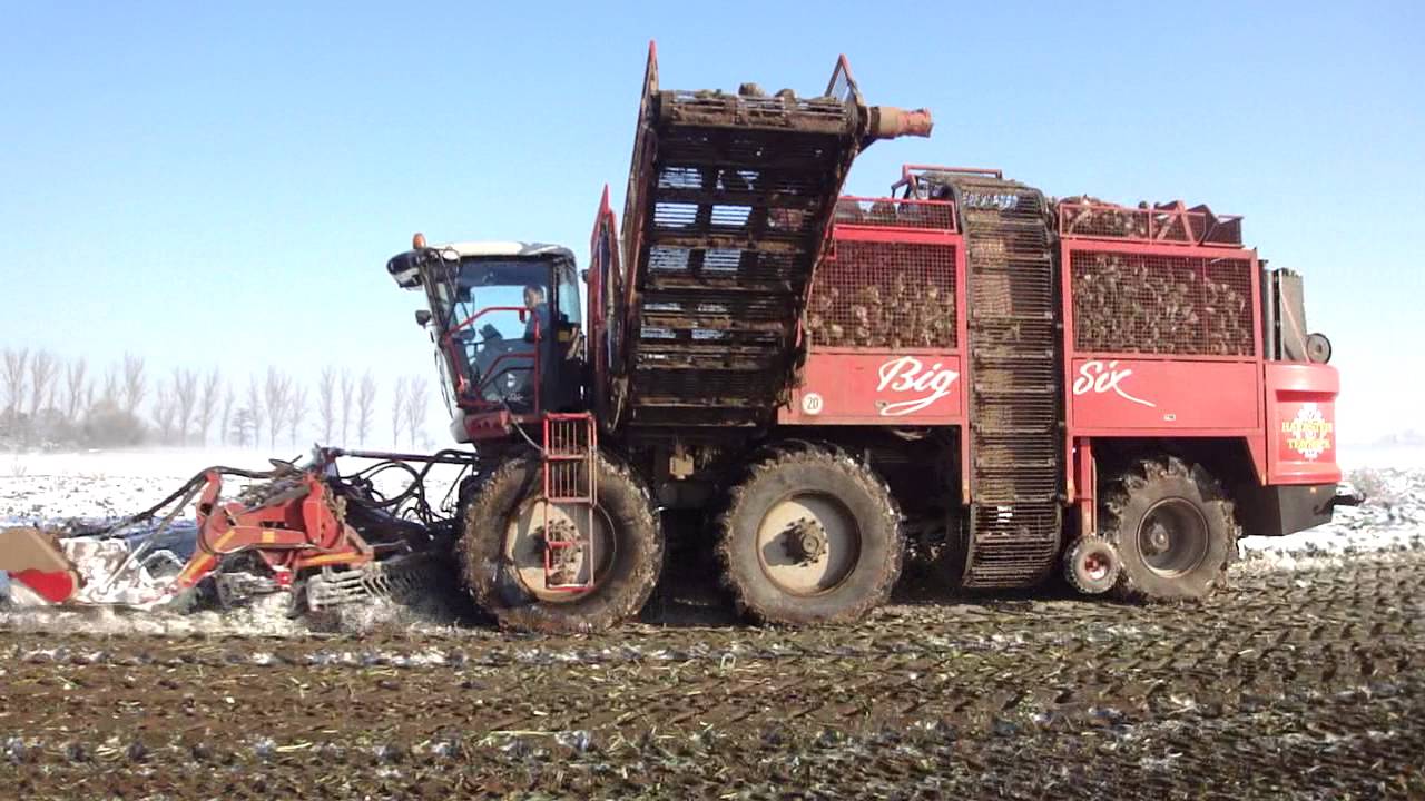 LU Hackstein-Tendyck Big Six R&uuml;benroder im Schnee