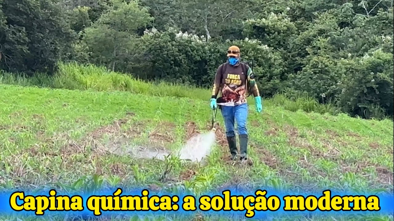 CAPINA QUÍMICA NO MILHO : A BATALHA INVISÍVEL CONTRA AS ERVAS DANINHAS | AUMENTO DE PRODUTIVIDADE. 