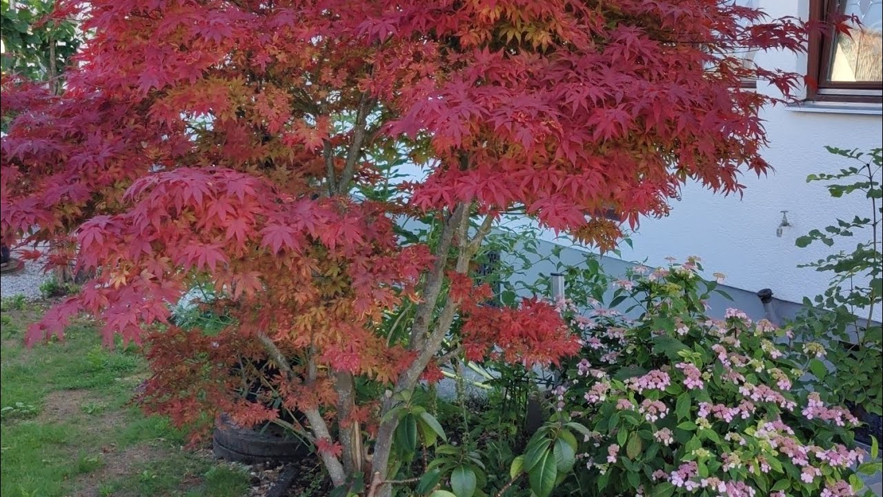 #acerpalmatum #aceratropurpereum #abmoosung #ahorn  #bonsai #tree #bonsaitree