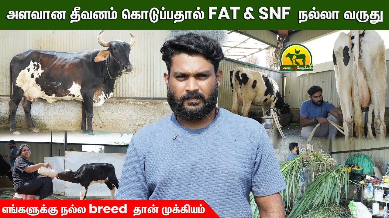 தினமும் 5 மணி நேரம் போதும் | லாபம் தரும் மாட்டு பண்ணை ரகசியம் | vivasaya arvalargal