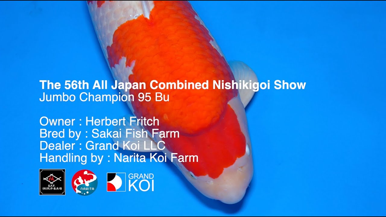 Jumbo Champion 95 Bu AJKS 2026