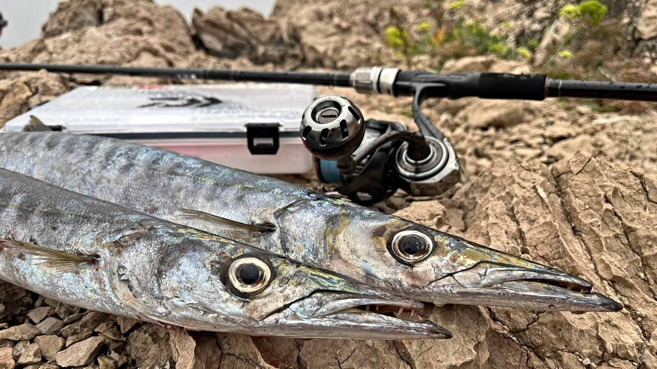 Fishing Barracuda in CROATIA? All you need to know!