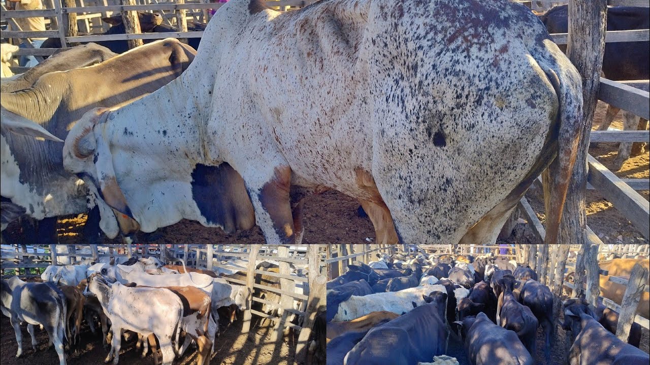 FEIRA DO GADO EM OURICURI-PE DIA, 11/03/2026. #nordeste 