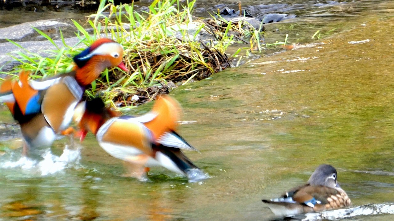 천연기념물 원앙 🐥 짝을 지키기 위한 머리박치기!!! | Korean Mandarin Ducks, headbutt to protect their mate!