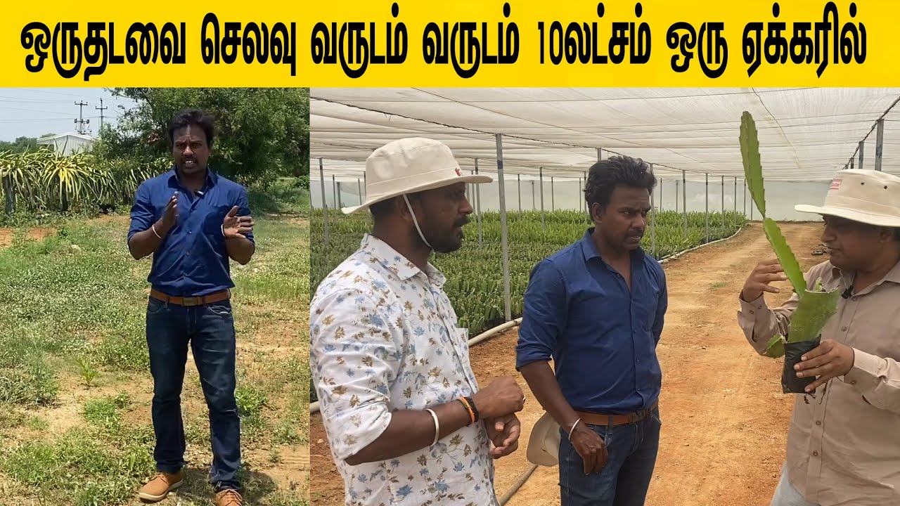 ஒரு ஏக்கரில் 10லட்சம் வருமானம் கன்பார்ம்/10 lakh income per acre