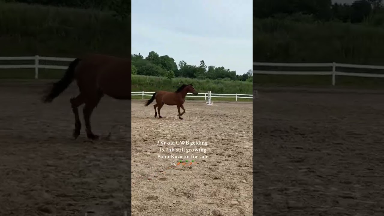 BalouKazaam 2022 CWB gelding   Available for sale   Super nice boy! Kind and quiet
