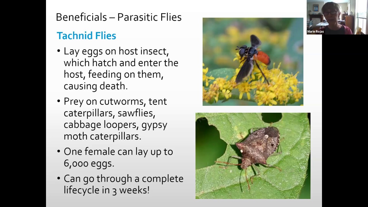Bees, Beneficials, and Blooms - Master Gardener Webinar