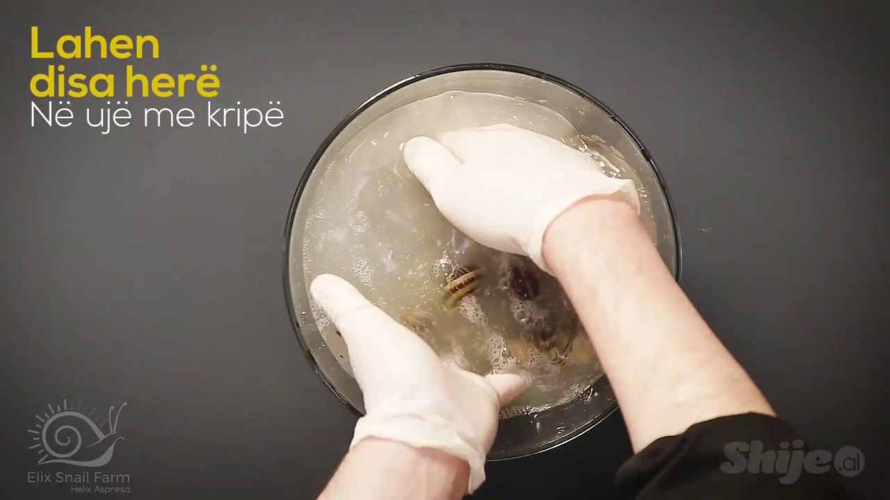 Ferme Kermilli  /Receta Gatimi /Elix Snail Farm/ Kultivimi i kermillit /Emision / Elix Snail Farm
