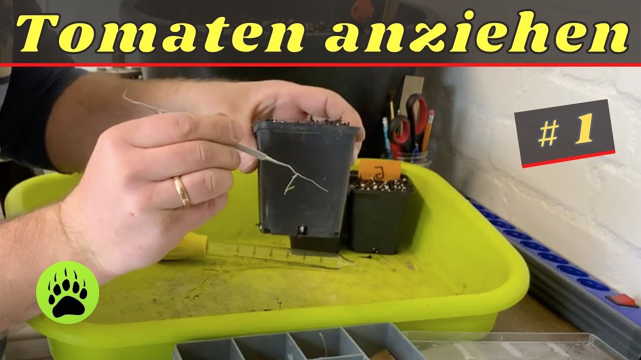 Tomaten -  Aus der Keimbox ins erste Substrat (Teil 1) # 64