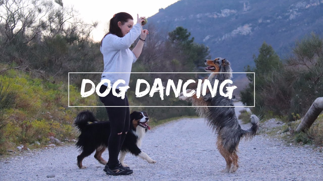 SEANCE DE DOG DANCING ♡