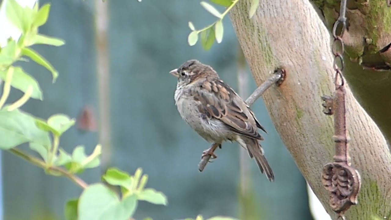 Sparrow close up on tree