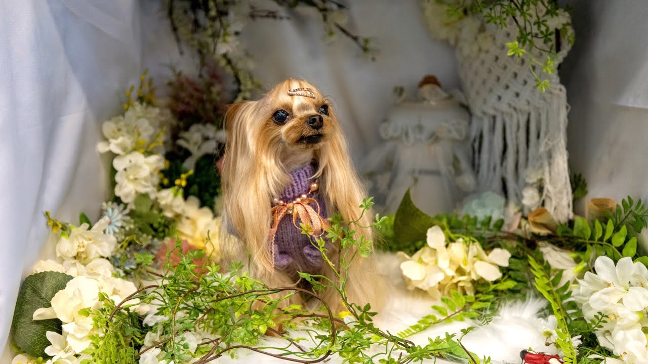 요크셔 테리어 썸머컷 (Korean style grooming Yorkshire Terrier)