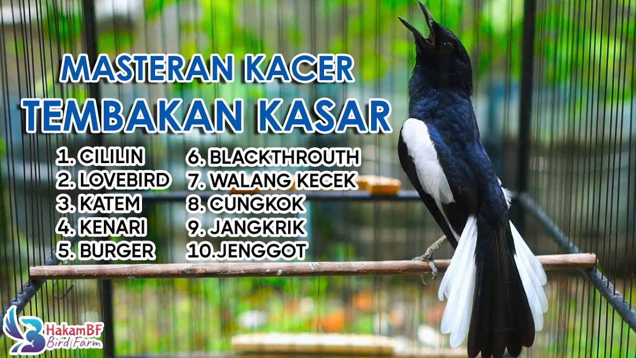 Masteran Kacer tembakan kasar #masterankacer