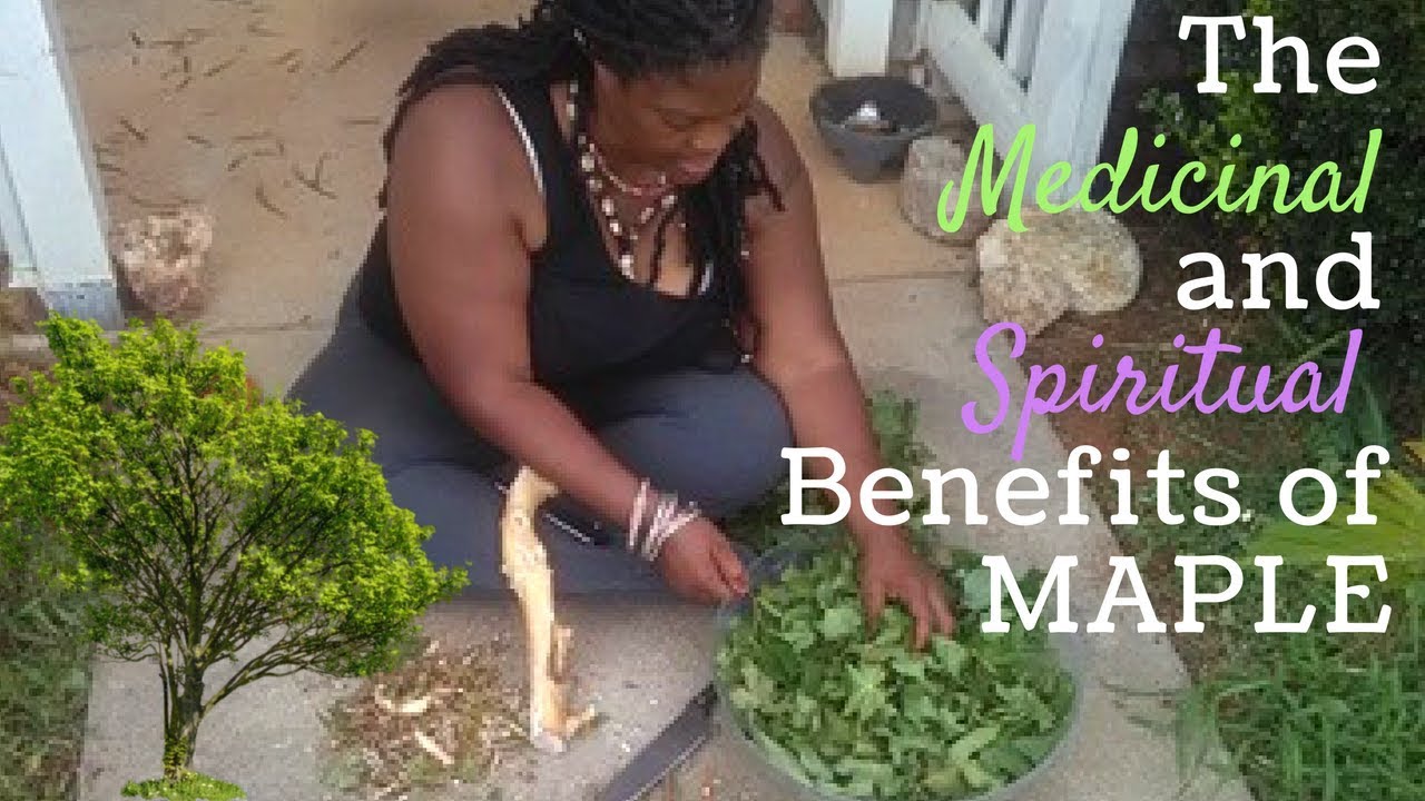 The Medicinal and Spiritual Benefits of Maple