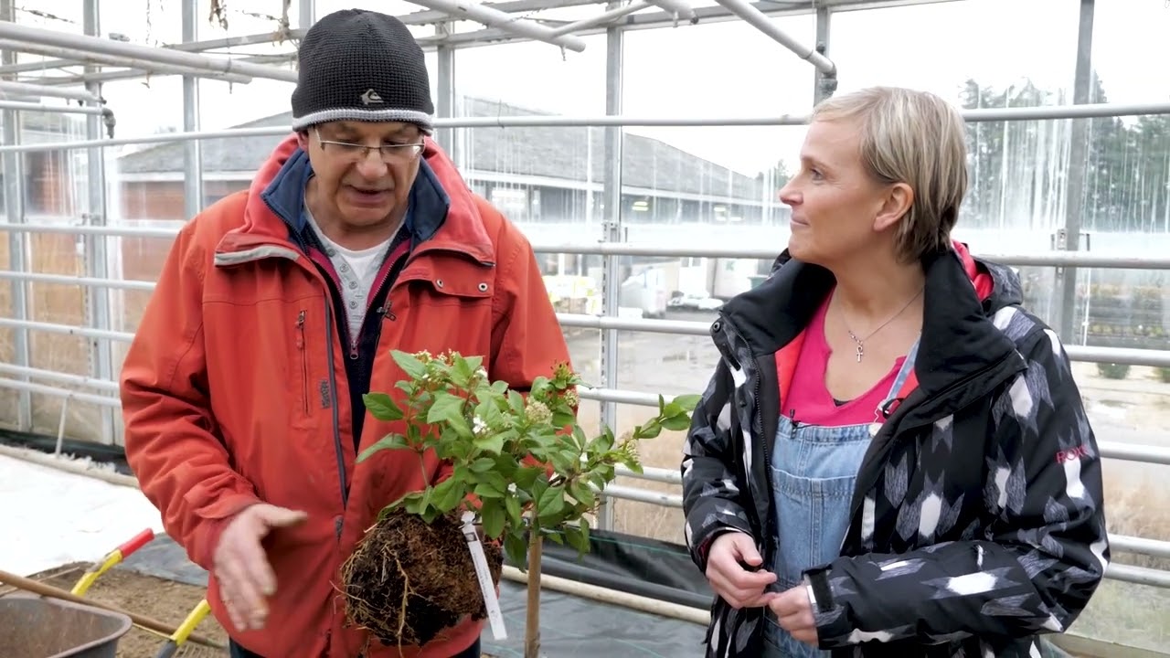 Planter en pleine terre des plantes en conteneur