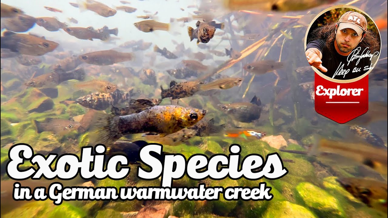 Exotic species Creek in Germany - Guppies  Mollies, Shrimp, Cichlids and Crayfish.
