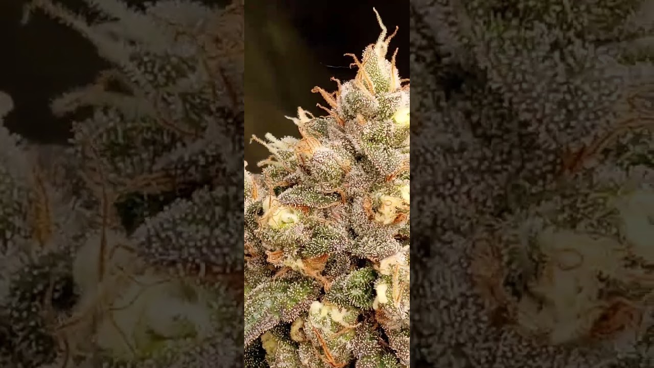Homegrown Top Shelf Exotic. All Gas Og and Runtz Muffin