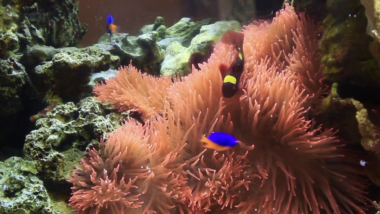 Giant Maroon Clownfish Host Giant Rose Anemone