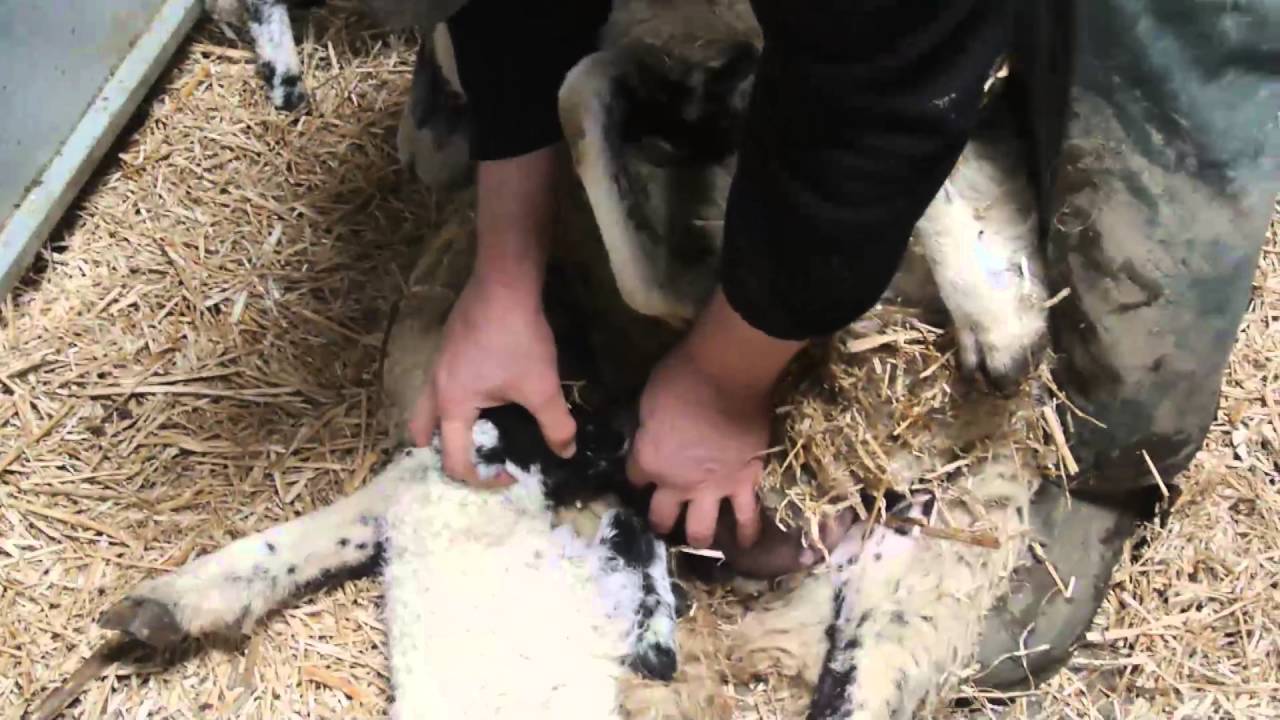 epsode 38: lambing time