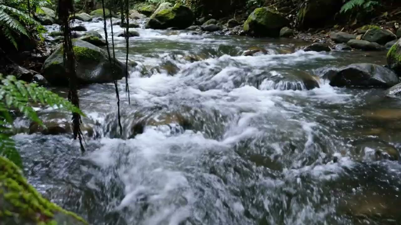Morning Vibes Riverflow in the Forest | Nature Sounds ASMR