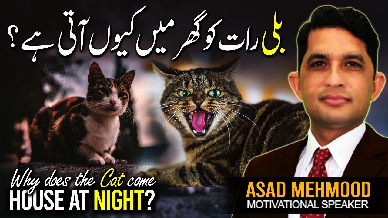 When A Stray Cat Comes To Your House Spiritual Meanings  | Ghar Mein Billi Nazar Ajaye Tou | Dr Asad