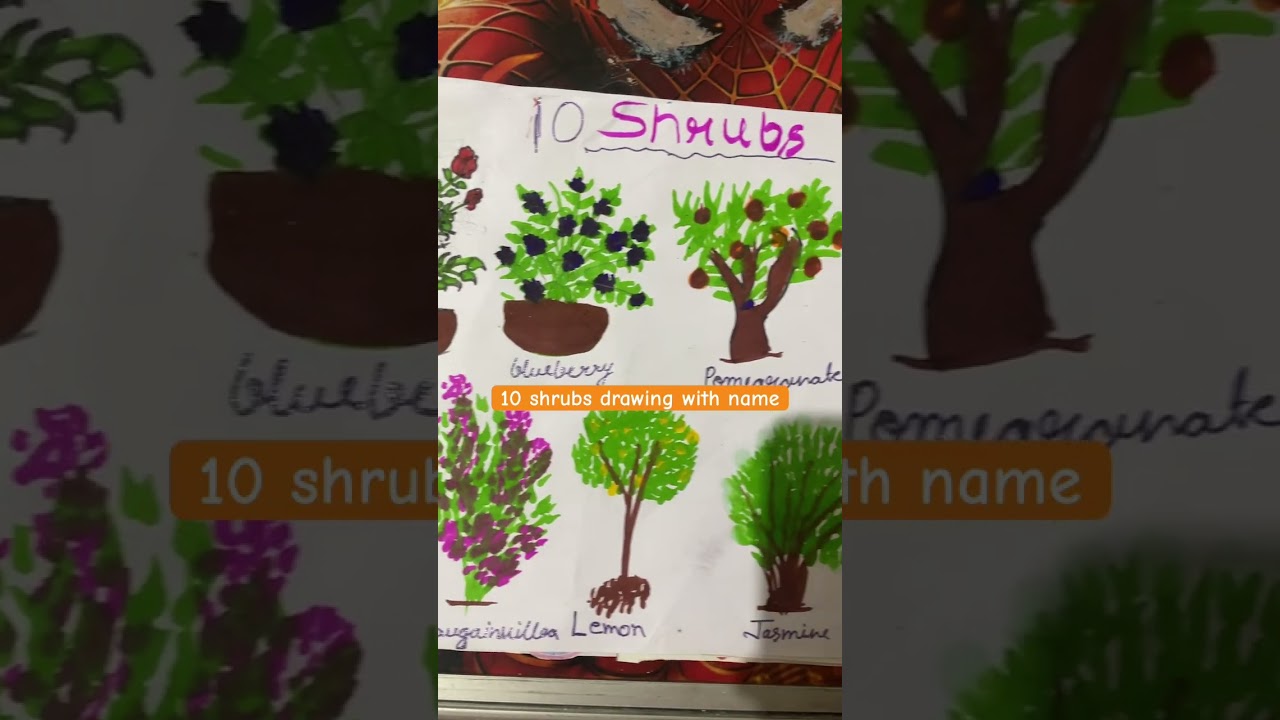 10 shrubs drawing with name #music #shrubs #10shrubs #project #kidproject #ideas